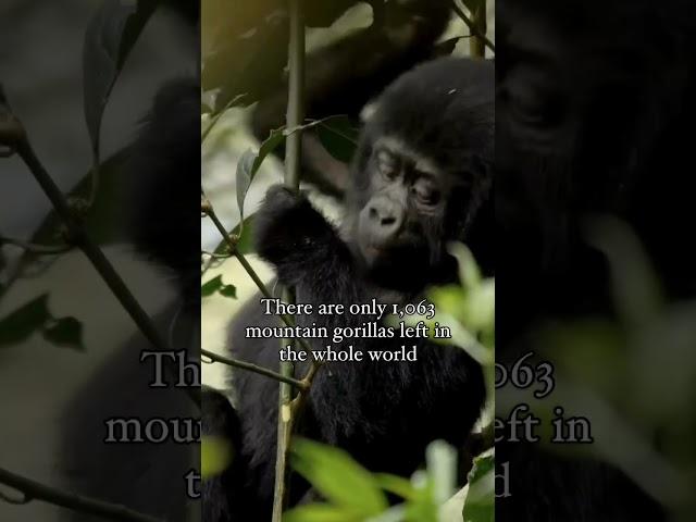  URGENT APPEAL FOR MOUNTAIN GORILLAS - viva.org.uk/gorilla-defenders