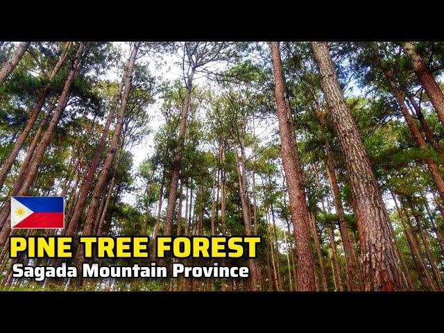 Sagada Part 7: Tranquility in Sagada's Tropical Pine Tree Forest | Mountain Province, Philippines