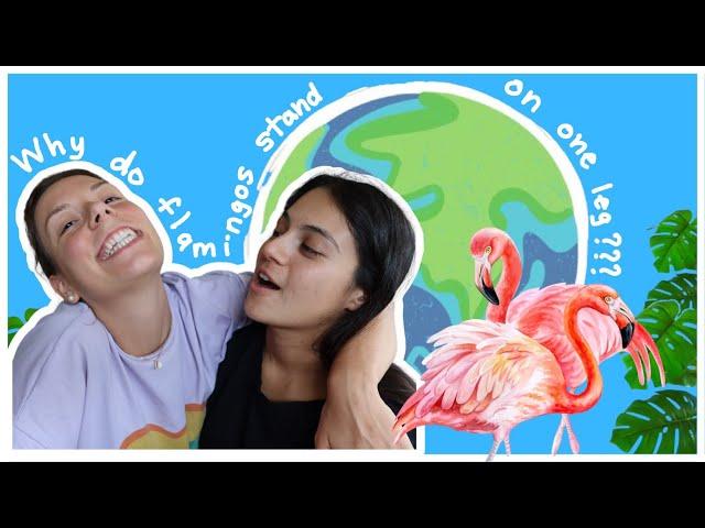 Alexus, explain...! (Science Podcast 2022) Ep. 06: Why do flamingos stand on one leg?