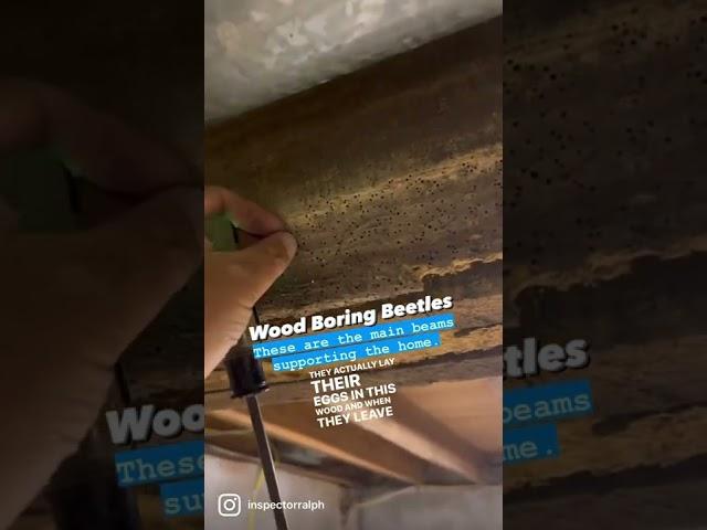 Learn Your House: Wood Boring Beetles destroy main support beams of home. 🪲