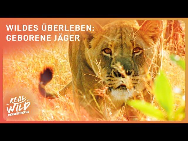 Raubtiere: die geborenen Jäger hautnah!  | Wildes Überleben | Real Wild Deutschland