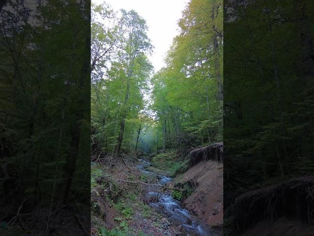 Yedigöller, Bolu, Turkey #travel #bolu  #turkey #holiday #walkingtour #nature #autumn #forest