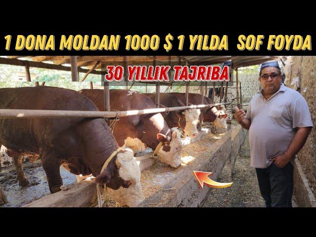 Mol Boqishni Yorvorishibdi  30 Yillik Tajriba 1Ta Buqadan 1 Yilda 1000$ Foyda