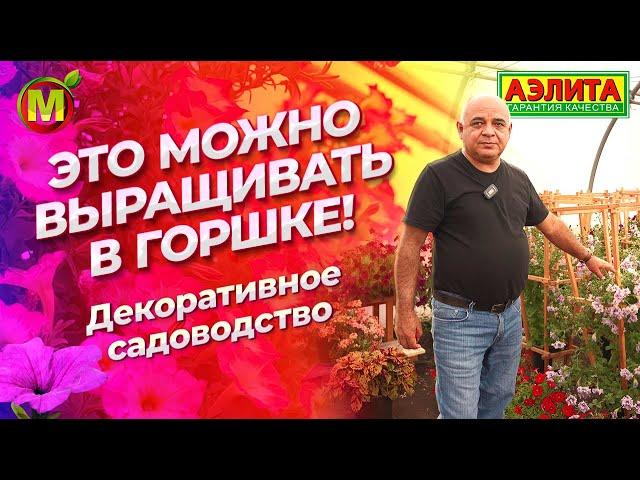 ДЕКОРАТИВНОЕ САДОВОДСТВО. Что можно выращивать в горшке?