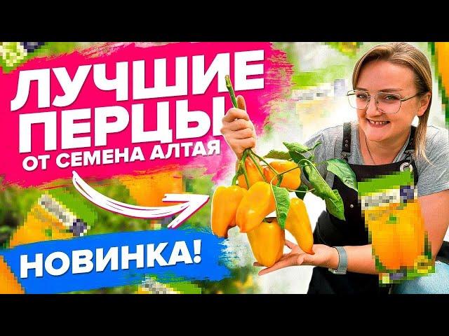 ТОП-ПЕРЦА 2022 от #семенаалтая