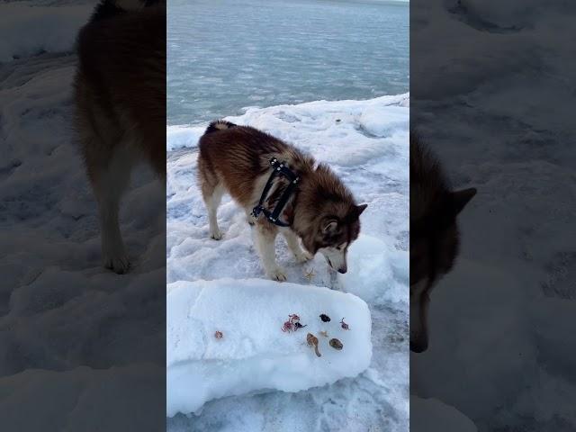 Зачем ты ешь звезду?  #tiktok #animals #животные #собаки #puppy #malamute #тикток