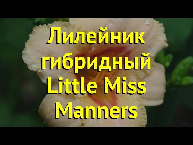 Лилейник гибридный Литтл Мисс Маннерс. Краткий обзор, описание hemerocallis Little Miss Manners