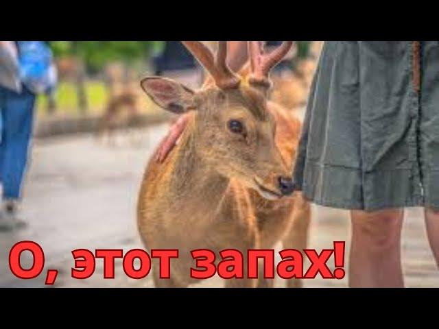 Последствия ЗАГС для мужчины