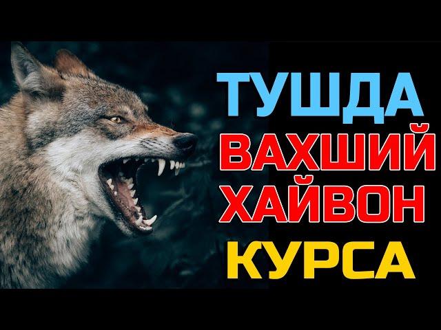 Тушда Вахший хайвон курса - Tushda Vaxshiy xayvon ko'rsa