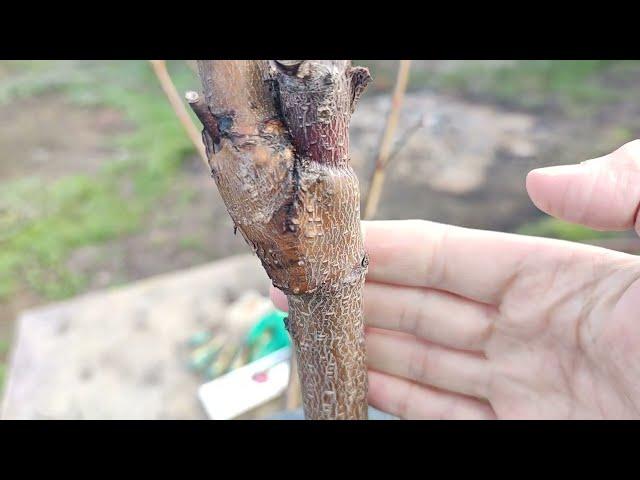 peach grafting // the simplest peach grafting