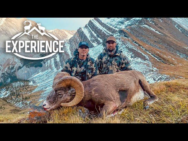 Third Time is a Charm   Alberta Bighorn with Jason Price