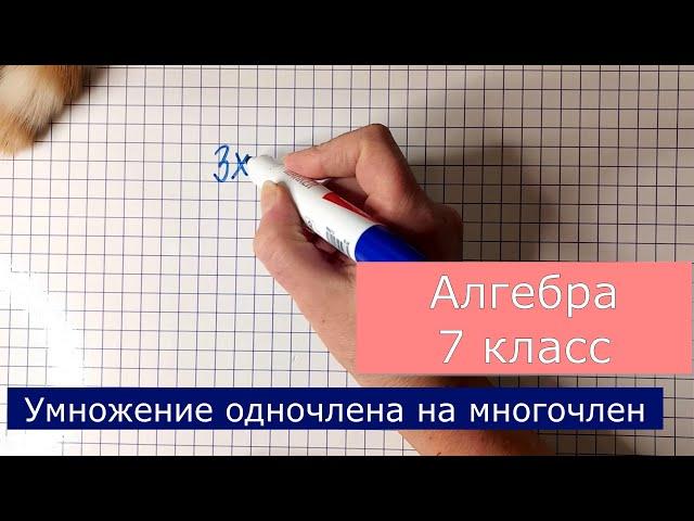 Умножение одночлена на многочлен. Алгебра 7 класс. Готовимся к контрольной