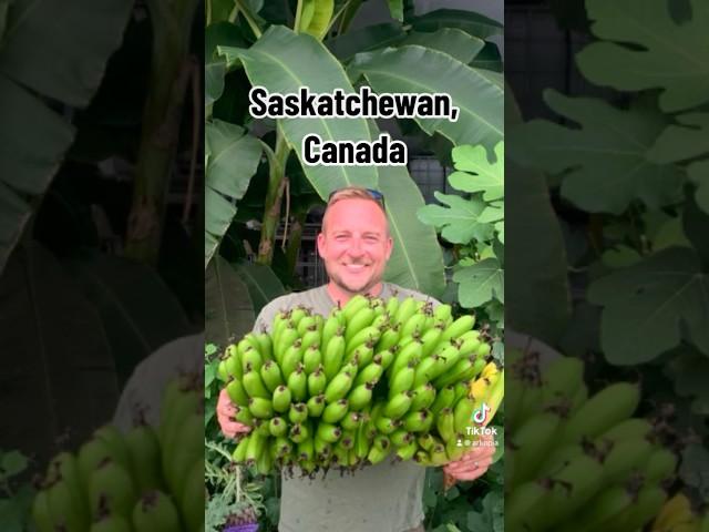 #arkopia #greenhouse #bananas #saskatchewan #canada #farmlife #homestead #banana
