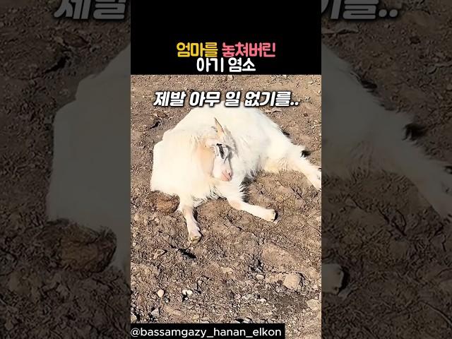 엄마를 놓쳐버린 아기 염소 #동물 #염소