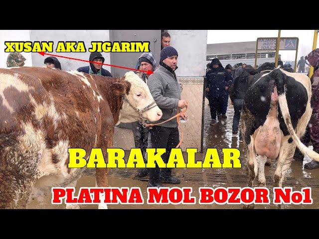 PLATINA MOL BOZOR No1. BARAKALAR NARXLARI ZO'R BO'LDI. ARZONCHI AKA BN SHARTNOMAMIZ BEKOR QILDIK.