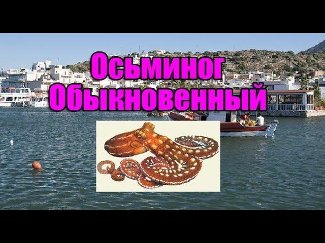 РР3, Осьминог обыкновенный, Восточный Крит