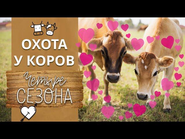 Как понять, что корова в охоте? | Что такое охота у коров?