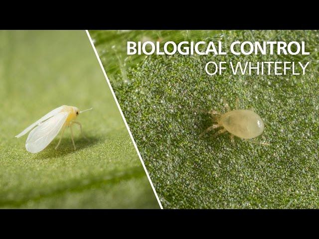 Biological control of whitefly - Amblyseius swirskii