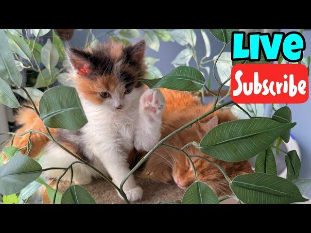 Tuesday Fluff & Purrs - Live Stream