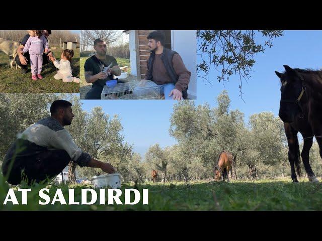 SAHİPSİZ AT YAKALAYIM DERKEN AT SALDIRDI HEDİYE GÜVERCİNLER GELDİ