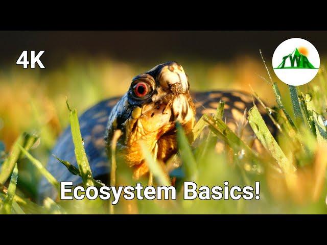 Ecosystems Episode 1: What is an ecosystem?