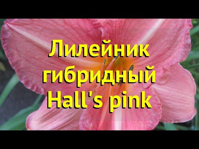 Лилейник гибридный Хелс пинк. Краткий обзор, описание характеристик hemerocallis Hall's pink