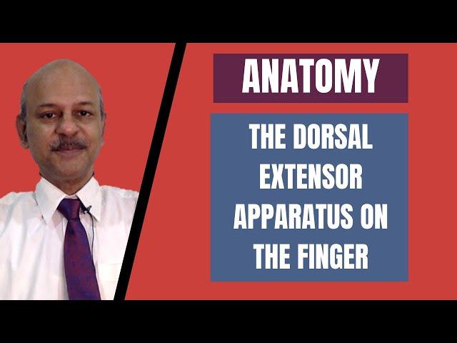 Lectures @ GK Hand Surgery: The Dorsal Extensor Apparatus - Simplified and discussed