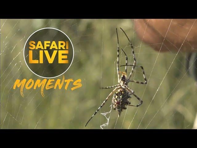 Garden Orb Web Spider Catches and Kills Flies in Her Web