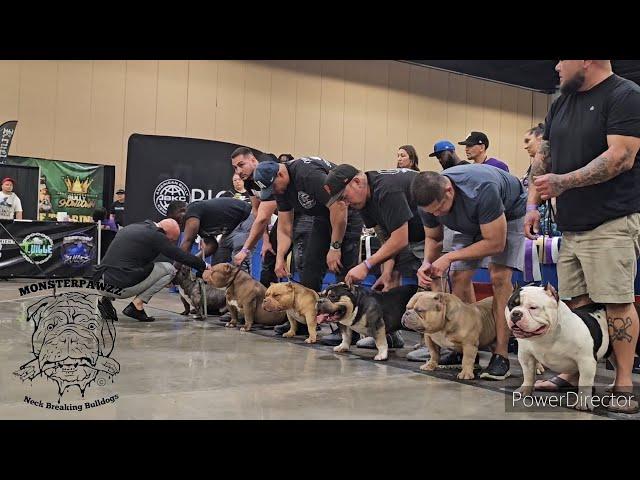 Extreme Bully Stack Off - ABKC Jacksonville BULLY Showdown 2024 - Judge: Bashar Daoud