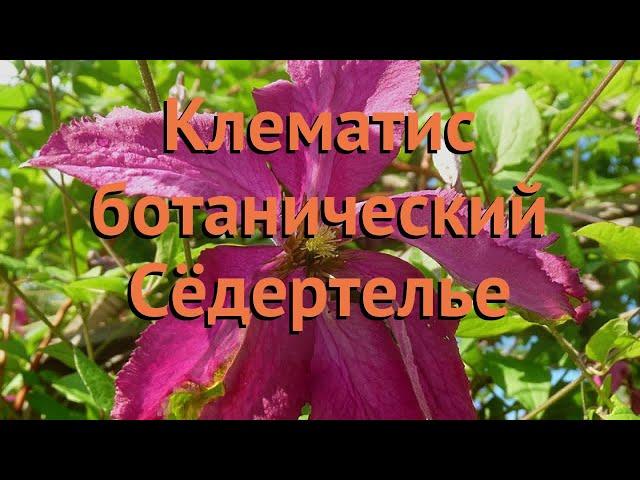 Клематис ботанический Сёдертелье (sodertaile)  обзор: как сажать, саженцы клематиса Сёдертелье