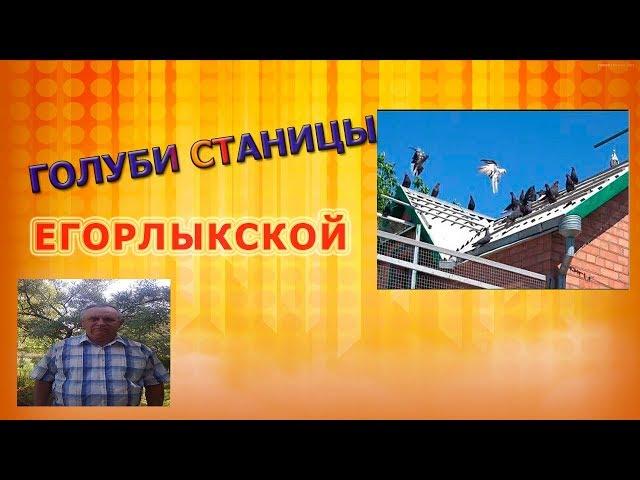 ГОЛУБИ СТАНИЦЫ ЕГОРЛЫКСКОЙ - НА КАНАЛЕ ГОЛУБИ -НУТРИИ МАЦИНОВ!