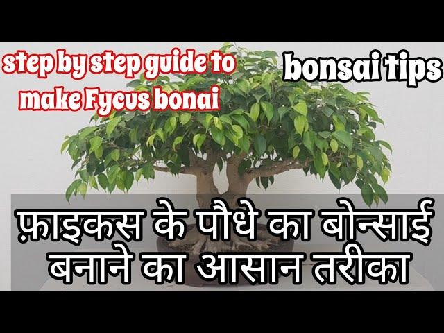 फ़ाइकस के पौधे का बोन्साई बनाने का आसान तरीका | how to make Bonsai plants #bonsai #plants