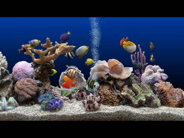  Marine Aquarium  UHD Screensaver  Blue Ocean  60fps 