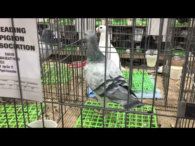 Champion German Beauty Homers Reading Pigeon Association Show