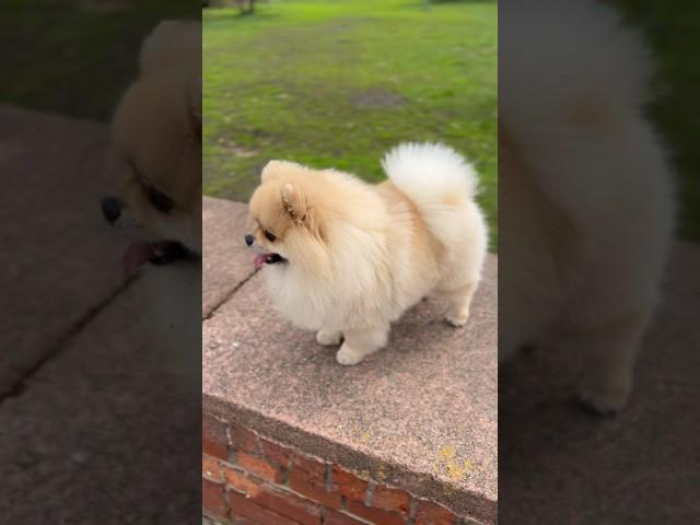 Нежный ветерок #pomeranian #shorts #dog #animals #pets