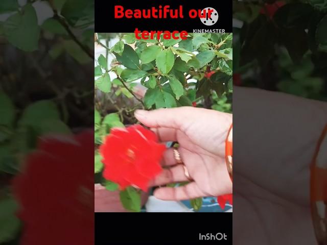 Beautiful our terrace garden  #shorts# #youtube#gardendesignytshorts#  surabhi multi creations