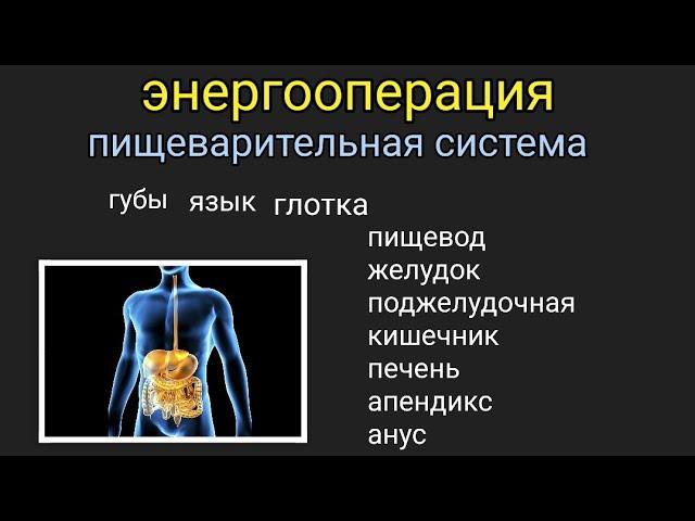 #энергооперация Пищеварительная система