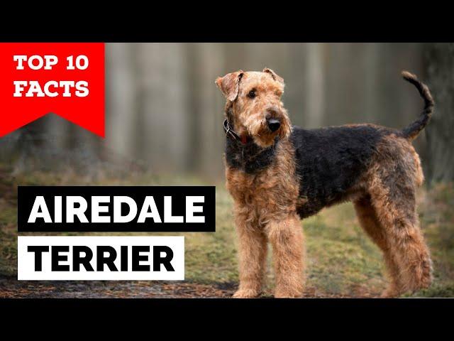 Airedale Terrier - Top 10 Facts