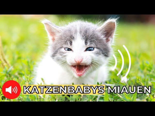 kleine Katzenbabys miauen  Kätzchen Miauen