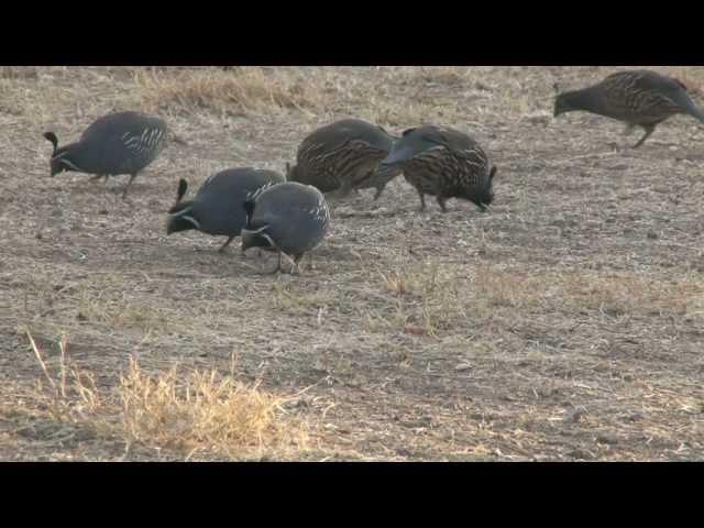 Running of the Quail