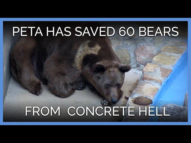 PETA Has Now Saved 60 Bears From Tiny Pens and Concrete Hells