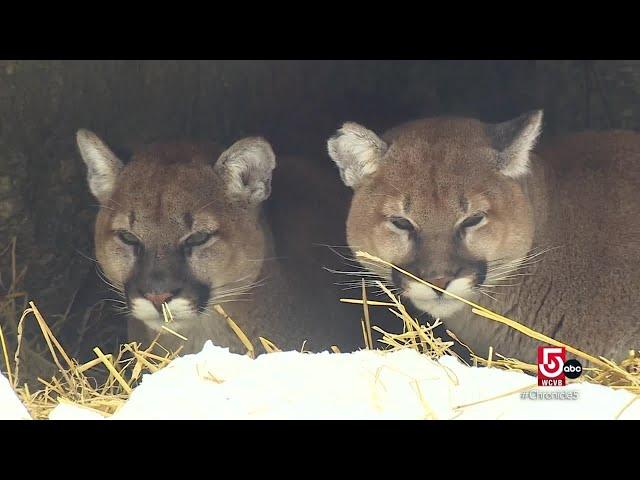 On Squam Lake in the winter, not everyone is hibernating