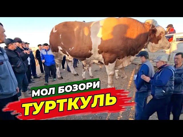 28 июля 2024 г. ТУРТКУЛЬ МОЛ БОЗОР НАРХЛАРИ