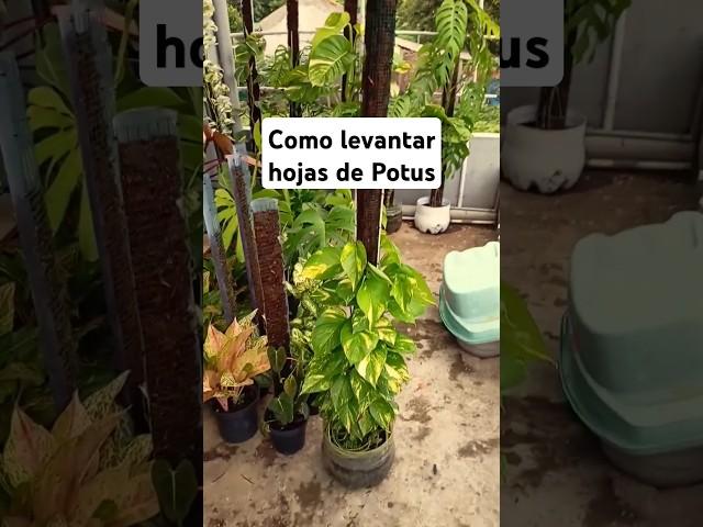 DIY LEVANTA LAS HOJAS DE POTUS  #plantas