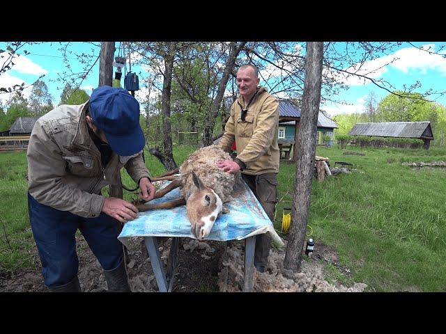 ЗДЕСЬ ВРЕМЯ ОСТАНОВИЛОСЬ. ЖИЗНЬ в ГЛУХОЙ БЕЛОРУССКОЙ ДЕРЕВНЕ в ЛЕСУ. №255