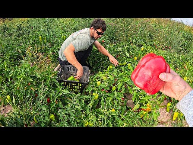 Starting To Harvest Every Pepper From Our Field