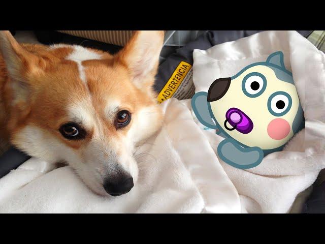 Baby Wolfoo vs Puppy Dog Animation | Wolfoo in Real Life | Funniest Cats And Dog - Woa Doodland