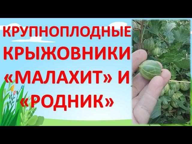 КРЫЖОВНИК КРУПНОПЛОДНЫЙ СОРТА МАЛАХИТ И РОДНИК. Какой сорт крыжовника посадить.