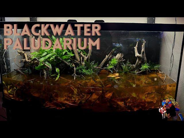 Blackwater Paludarium Setup | Wild Betta Tank Tutorial | PNW Bettas