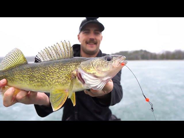 Multi Species Sketchy Ice Smash